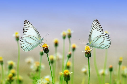 Have you seen the butterflies? Watch for butterflies at Bread and Butter Basket Company!