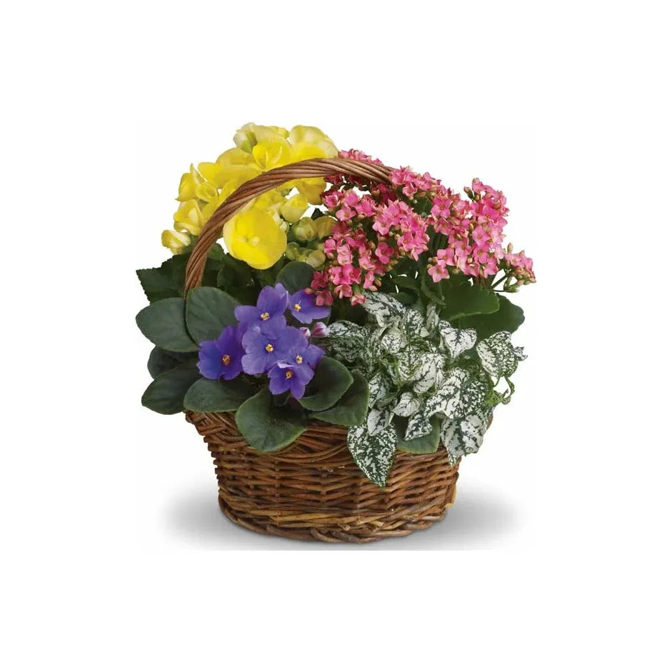 Mixed Blooms Plant  Basket